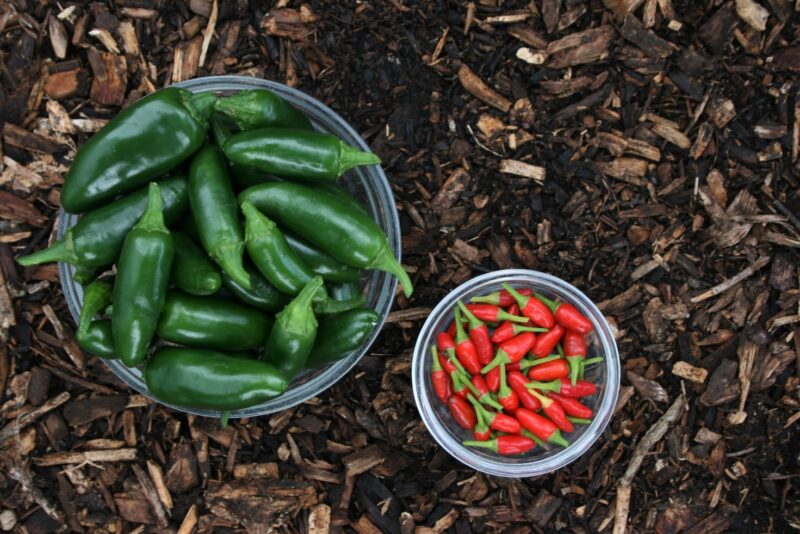 How Hot is a Jalapeno on The Scoville Scale