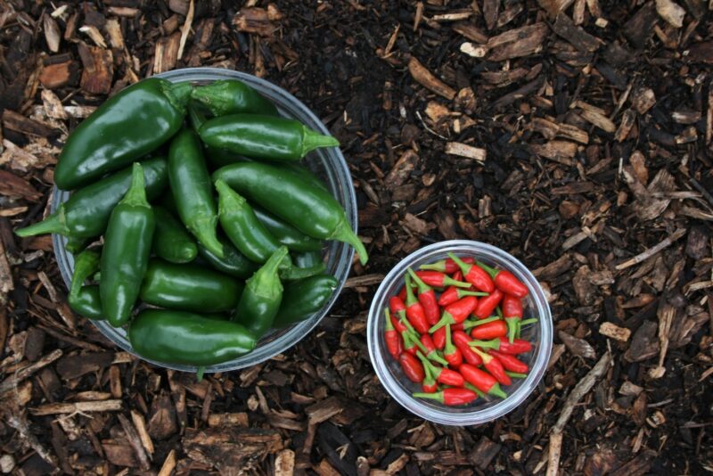 How Hot is a Jalapeno on The Scoville Scale