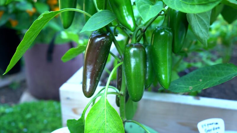 Jalapeno Peppers