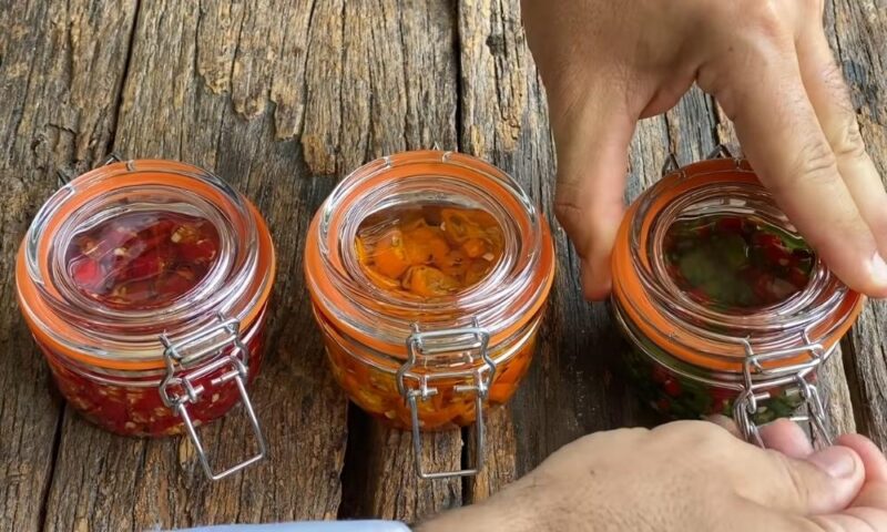 Savoring Pickled Chilies