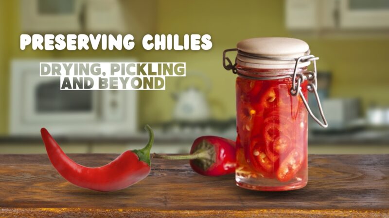 Preserving Chilies - Drying, Pickling, and Beyond